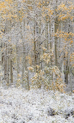 Fall's First Snow, Guardsman Pass, UT III 30x50