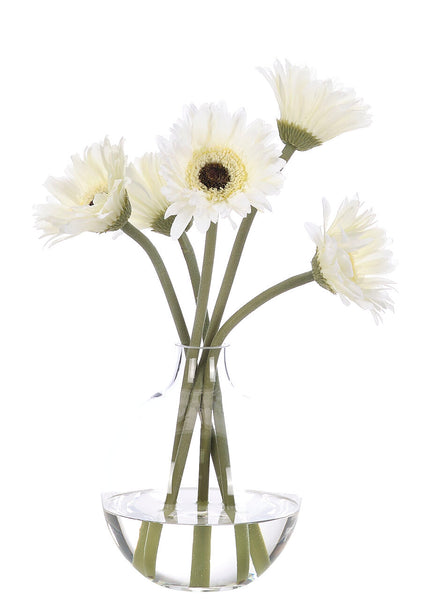 Daisy Gerbera, Cream White